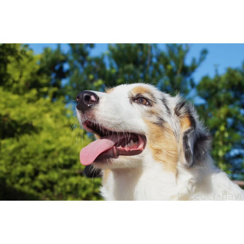 販売中の千葉県のオーストラリアンシェパード-407362の2枚目