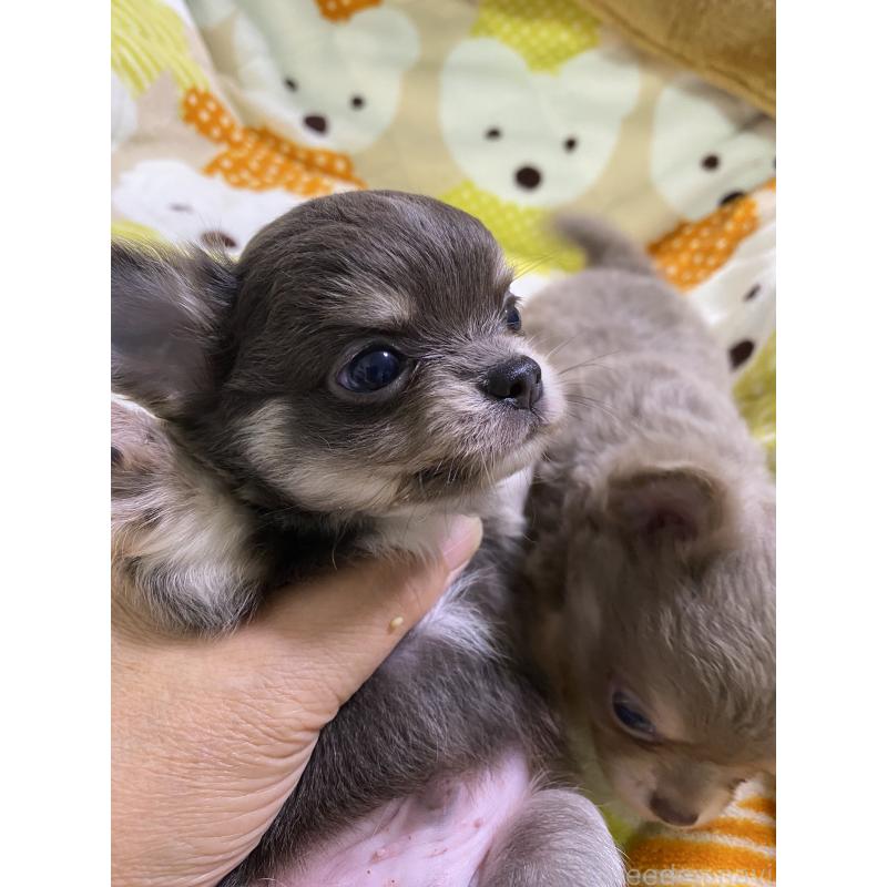 販売中の三重県のチワワ(ロングコート)-425516の5枚目