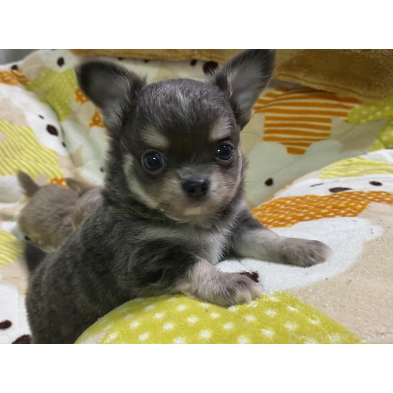 販売中の三重県のチワワ(ロングコート)-425516の4枚目