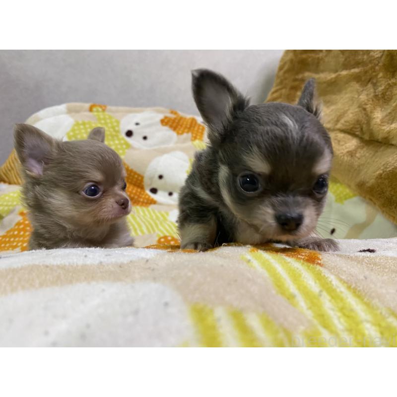 販売中の三重県のチワワ(ロングコート)-425516の3枚目