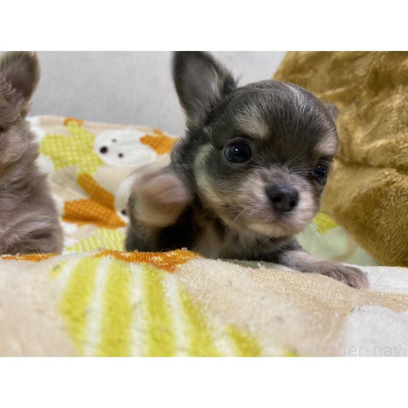 販売中の三重県のチワワ(ロングコート)-425516の2枚目