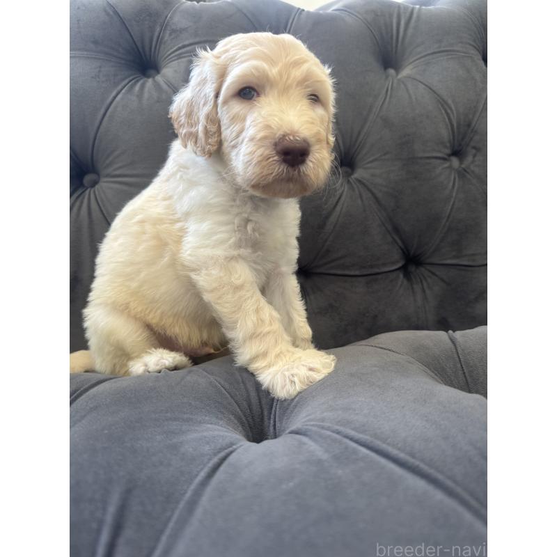 販売中の愛知県のゴールデンドゥードル:ゴールデンレトリーバー×プードル-425517の36枚目