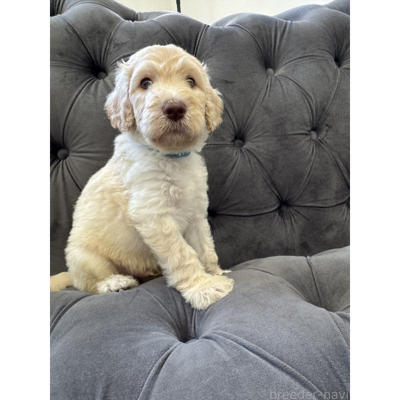 販売中の愛知県のゴールデンドゥードル:ゴールデンレトリーバー×プードル-425517の35枚目