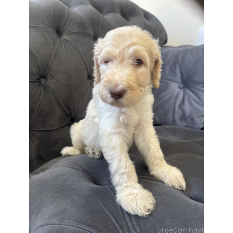 販売中の愛知県のゴールデンドゥードル:ゴールデンレトリーバー×プードル-425517の34枚目