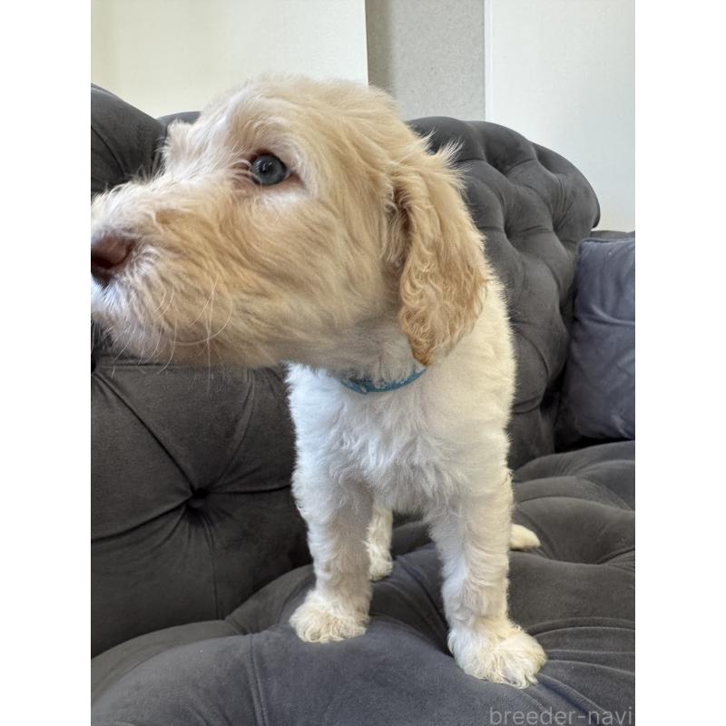 販売中の愛知県のゴールデンドゥードル:ゴールデンレトリーバー×プードル-425517の33枚目