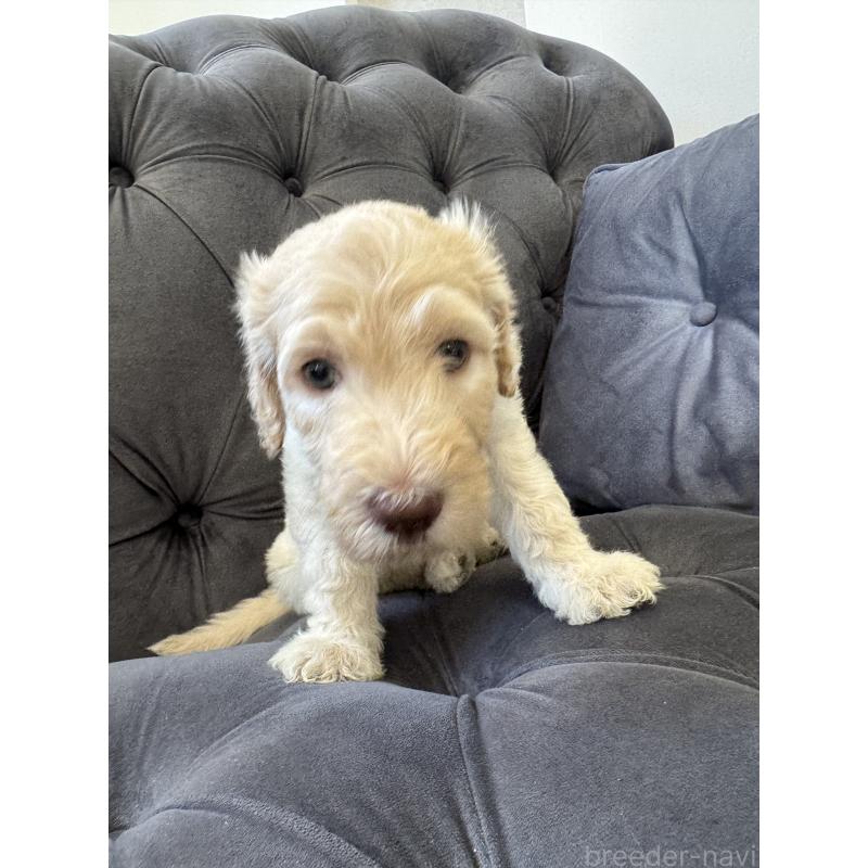 販売中の愛知県のゴールデンドゥードル:ゴールデンレトリーバー×プードル-425517の32枚目