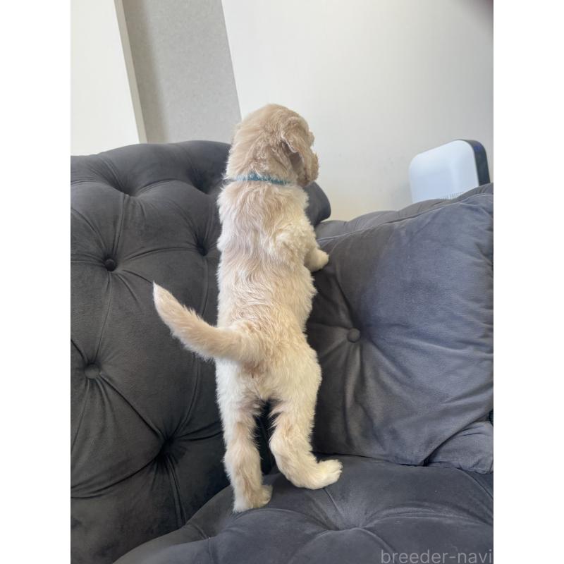 販売中の愛知県のゴールデンドゥードル:ゴールデンレトリーバー×プードル-425517の31枚目