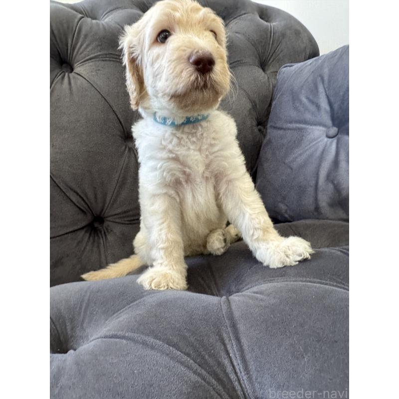 販売中の愛知県のゴールデンドゥードル:ゴールデンレトリーバー×プードル-425517の30枚目