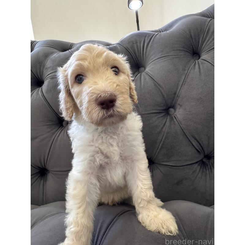 販売中の愛知県のゴールデンドゥードル:ゴールデンレトリーバー×プードル-425517の28枚目