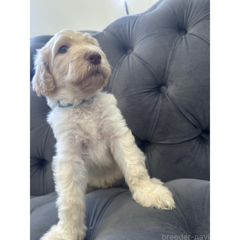 販売中の愛知県のゴールデンドゥードル:ゴールデンレトリーバー×プードル-425517の27枚目