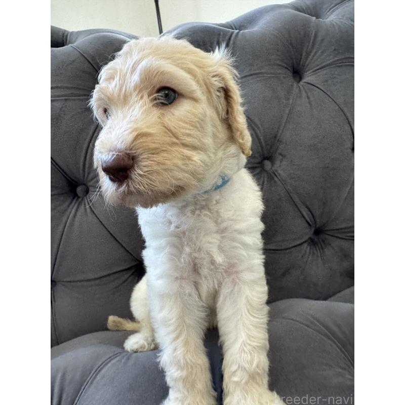 販売中の愛知県のゴールデンドゥードル:ゴールデンレトリーバー×プードル-425517の25枚目