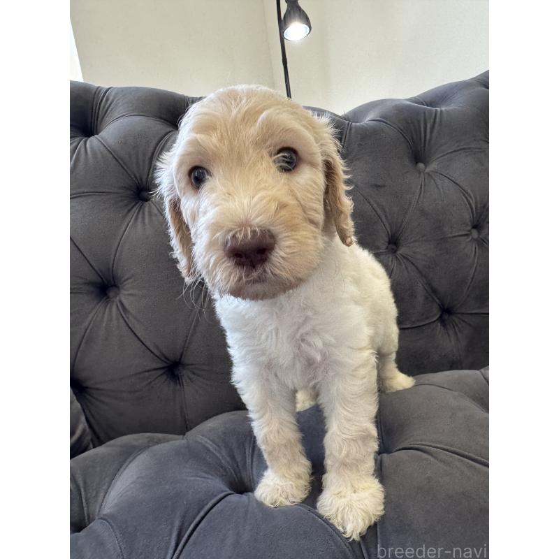 販売中の愛知県のゴールデンドゥードル:ゴールデンレトリーバー×プードル-425517の24枚目