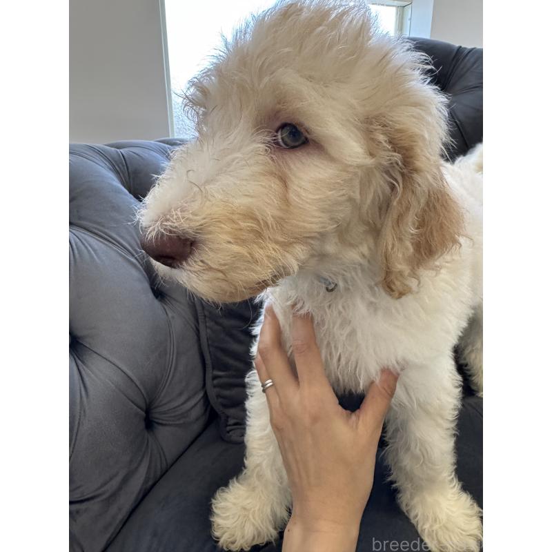 販売中の愛知県のゴールデンドゥードル:ゴールデンレトリーバー×プードル-425517の22枚目