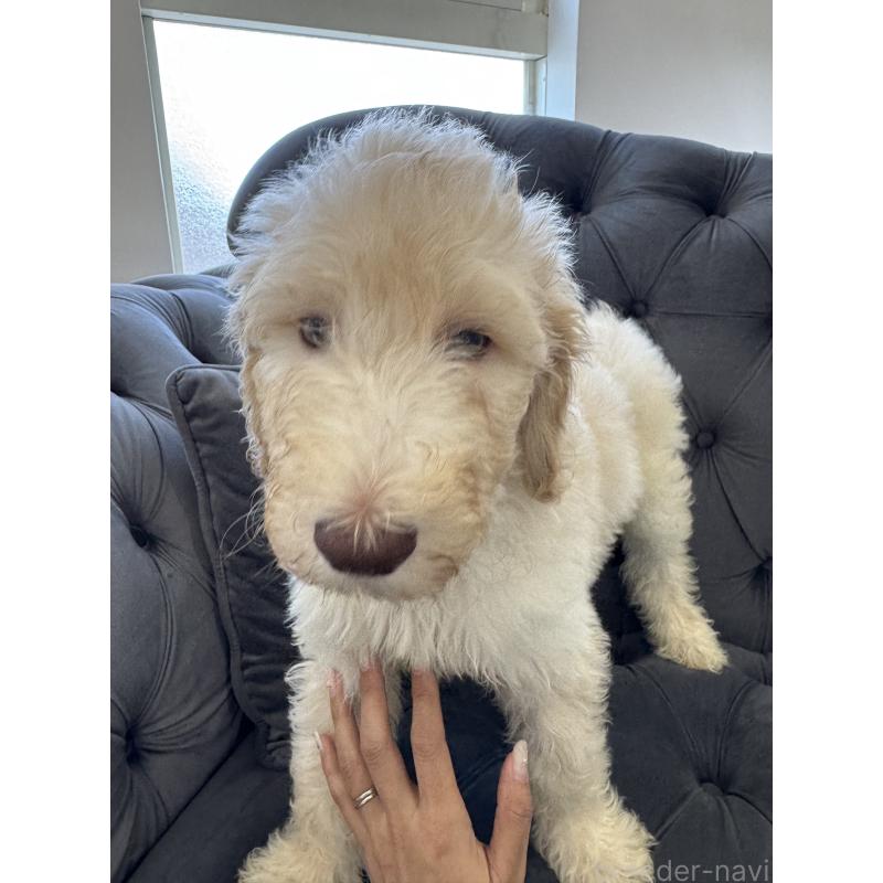 販売中の愛知県のゴールデンドゥードル:ゴールデンレトリーバー×プードル-425517の21枚目