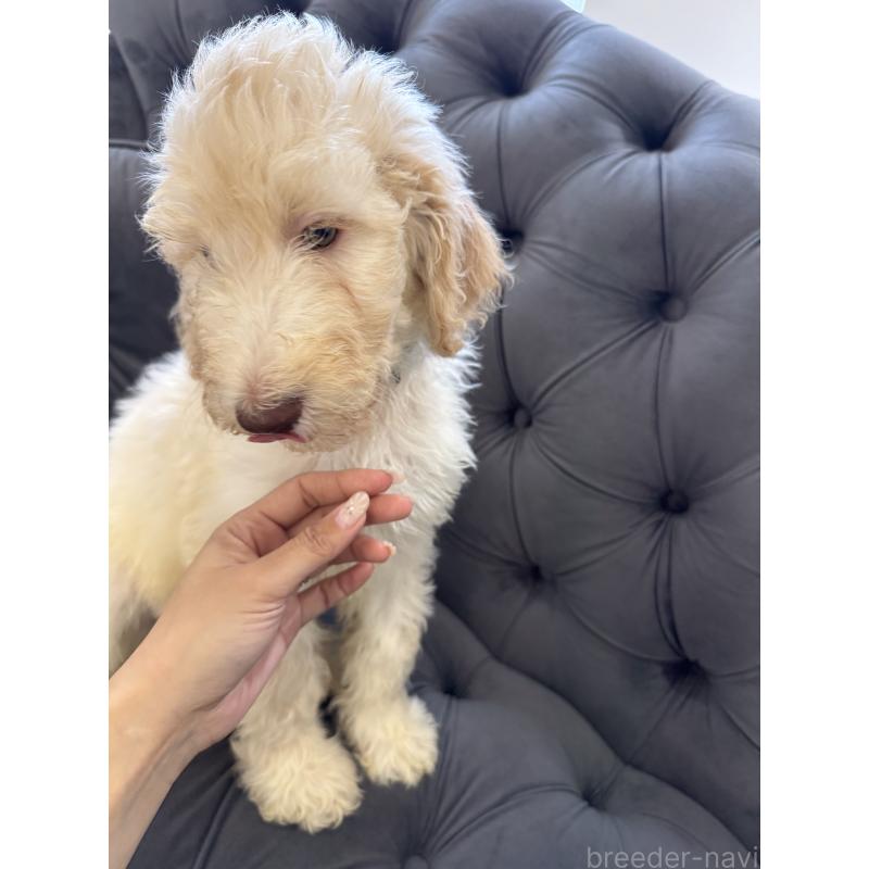 販売中の愛知県のゴールデンドゥードル:ゴールデンレトリーバー×プードル-425517の19枚目