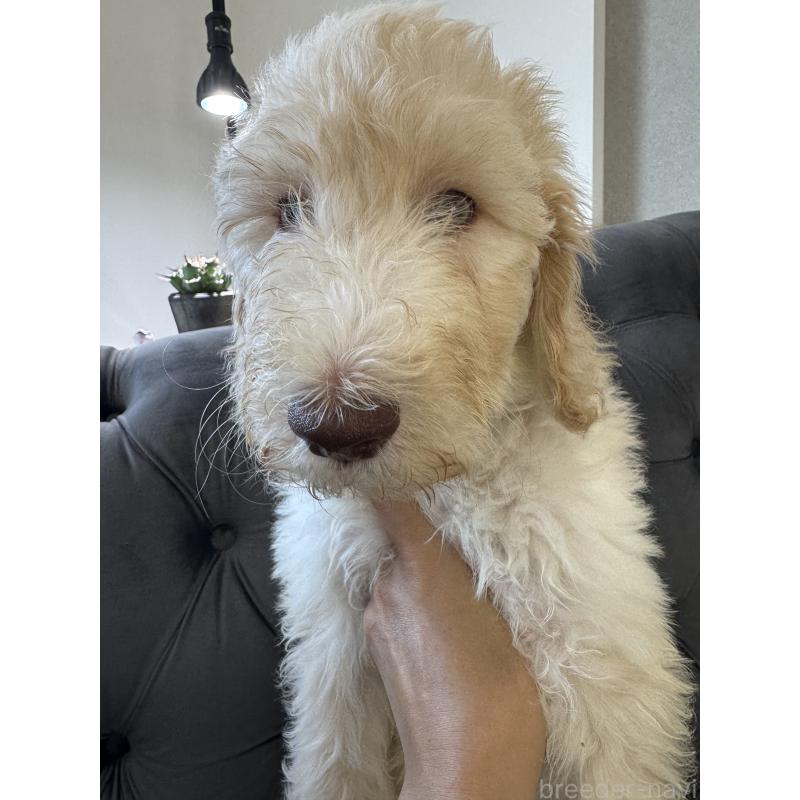 販売中の愛知県のゴールデンドゥードル:ゴールデンレトリーバー×プードル-425517の17枚目