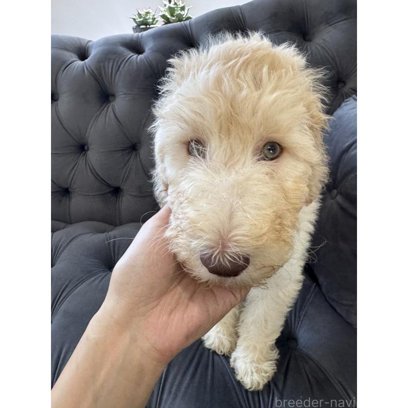 販売中の愛知県のゴールデンドゥードル:ゴールデンレトリーバー×プードル-425517の16枚目