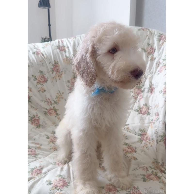 販売中の愛知県のゴールデンドゥードル:ゴールデンレトリーバー×プードル-425517の11枚目