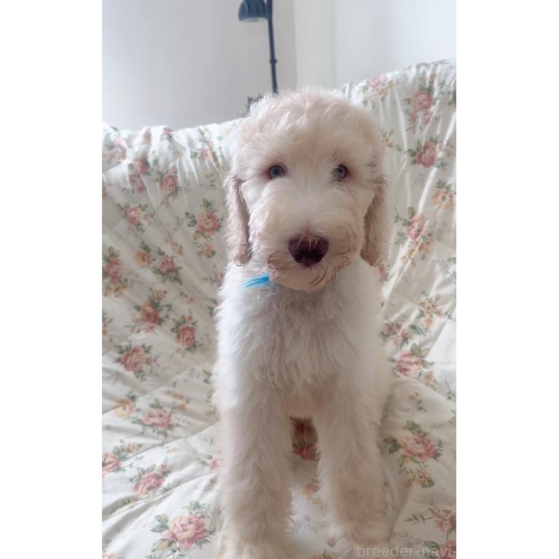 販売中の愛知県のゴールデンドゥードル:ゴールデンレトリーバー×プードル-425517の10枚目