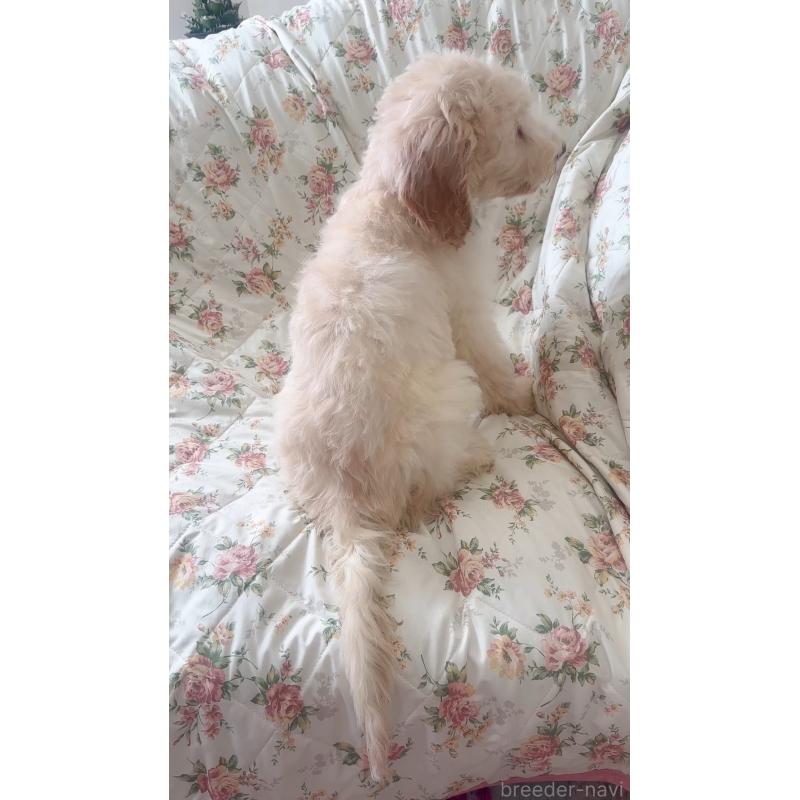 販売中の愛知県のゴールデンドゥードル:ゴールデンレトリーバー×プードル-425517の9枚目