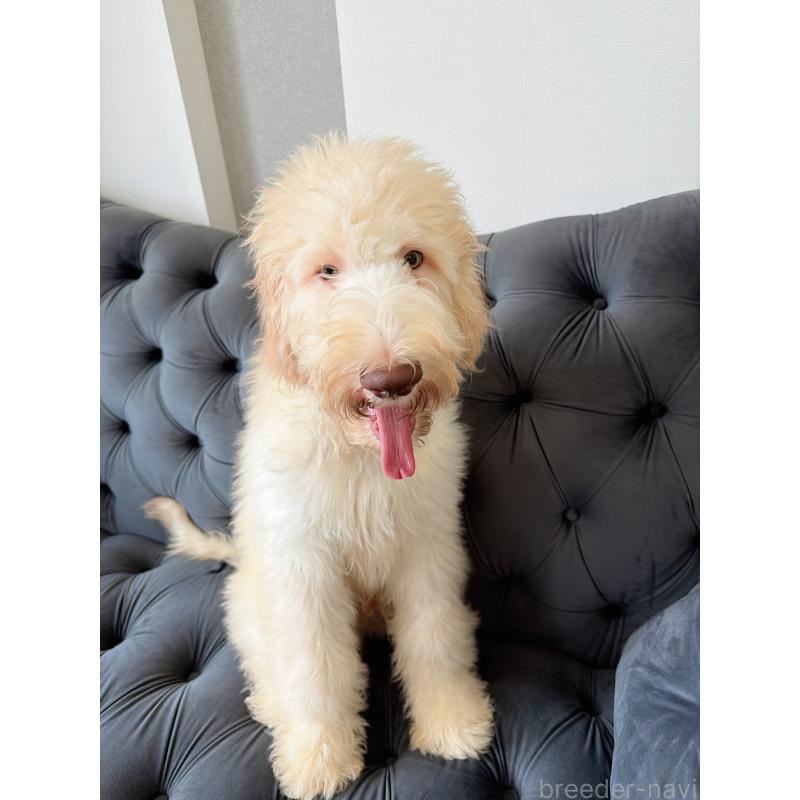 販売中の愛知県のゴールデンドゥードル:ゴールデンレトリーバー×プードル-425517の8枚目
