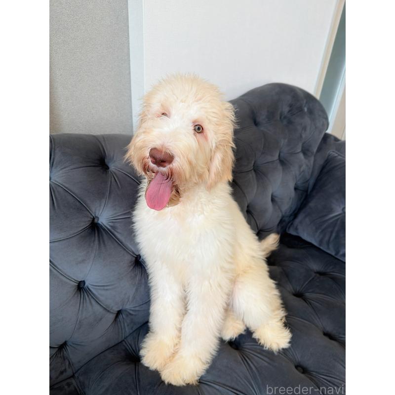 販売中の愛知県のゴールデンドゥードル:ゴールデンレトリーバー×プードル-425517の5枚目