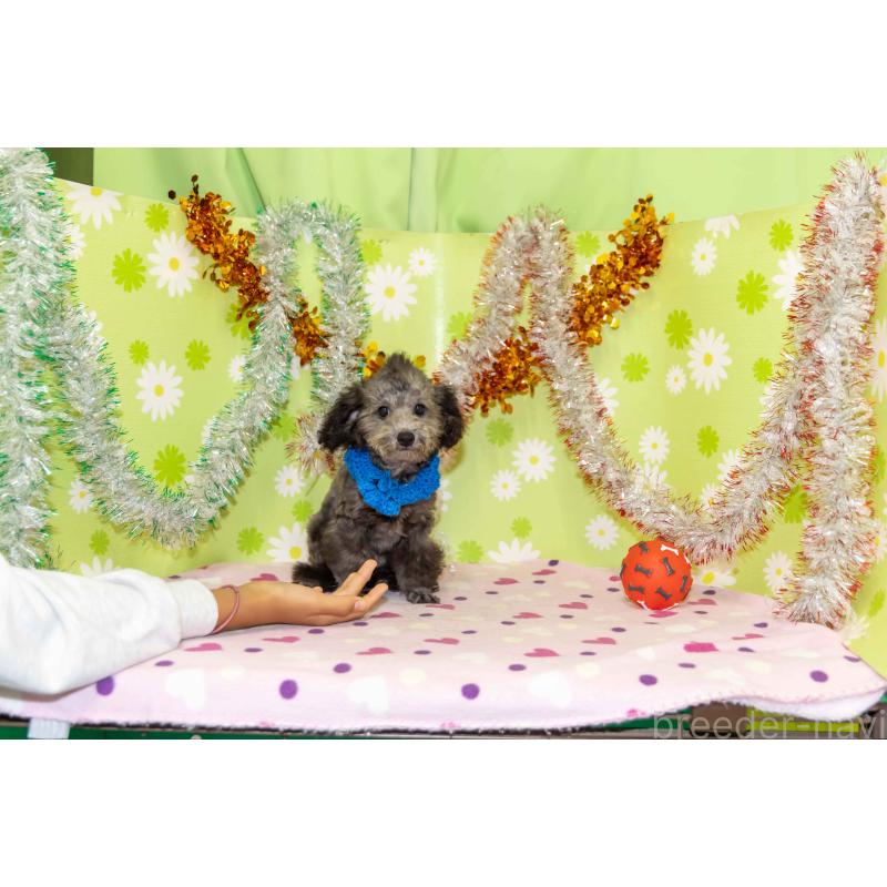 販売中の大分県のタイニープードル-425519の6枚目