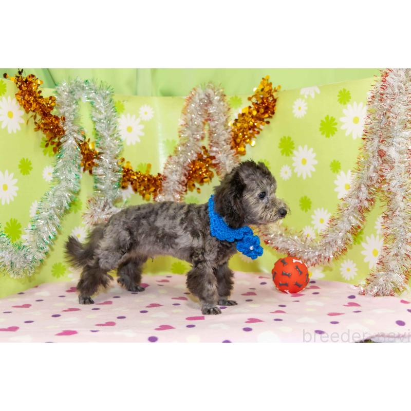 販売中の大分県のタイニープードル-425519の4枚目