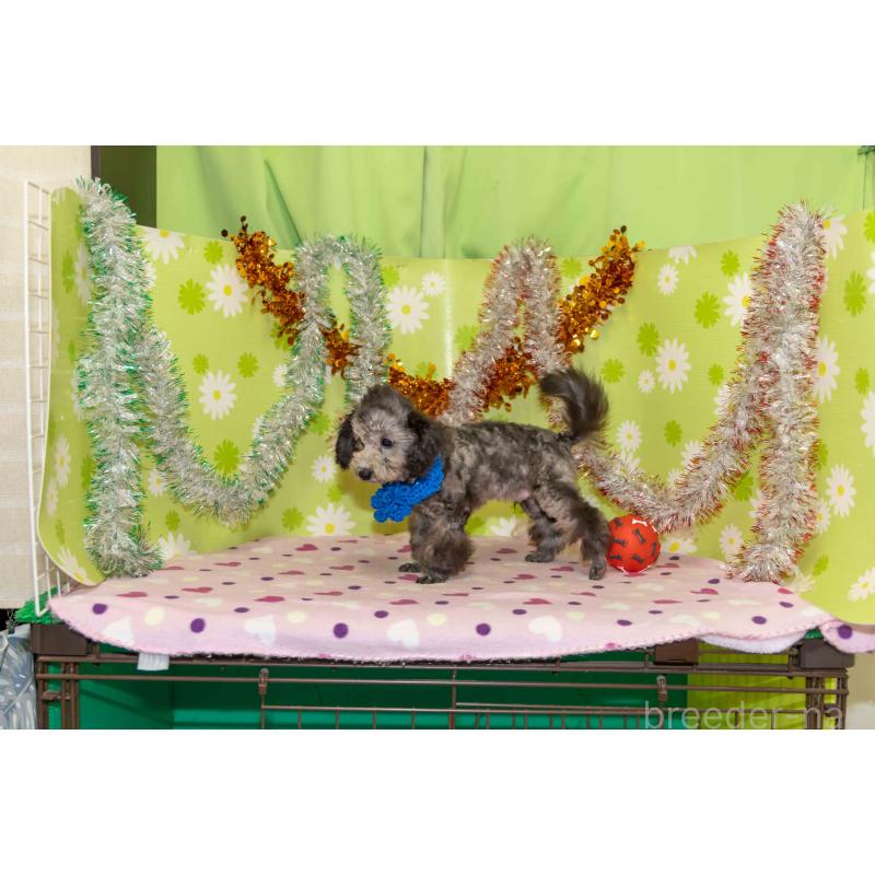 販売中の大分県のタイニープードル-425519の3枚目