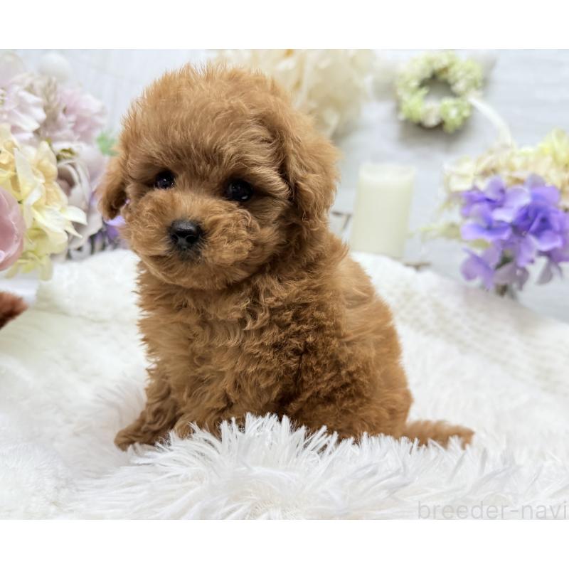 成約済の京都府のトイプードル-421431の12枚目