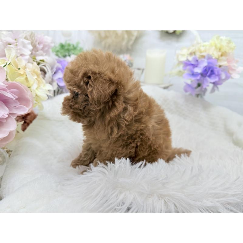 成約済の京都府のトイプードル-421431の11枚目