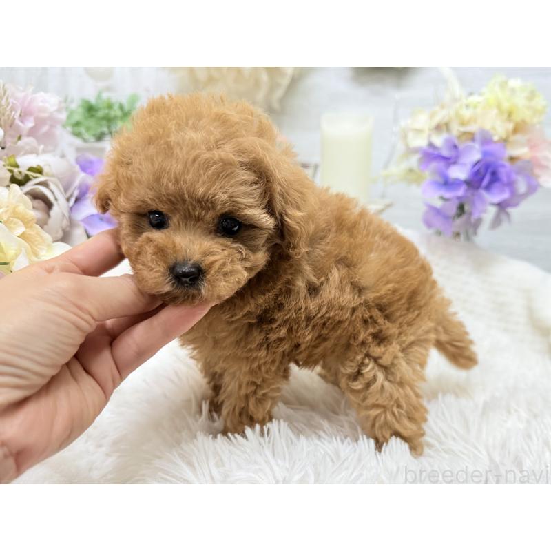 成約済の京都府のトイプードル-421431の9枚目