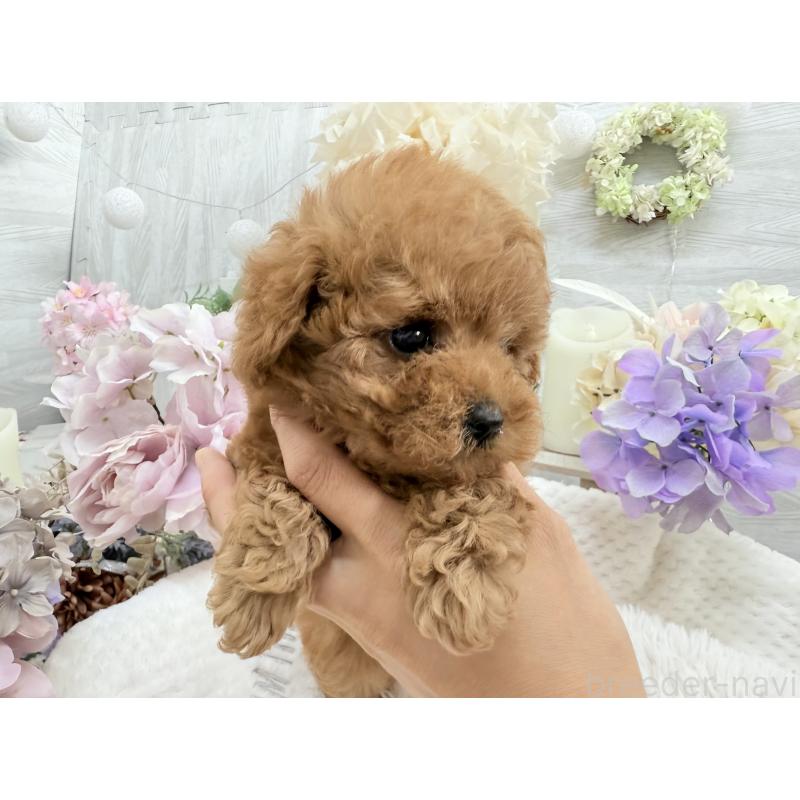 成約済の京都府のトイプードル-421431の8枚目