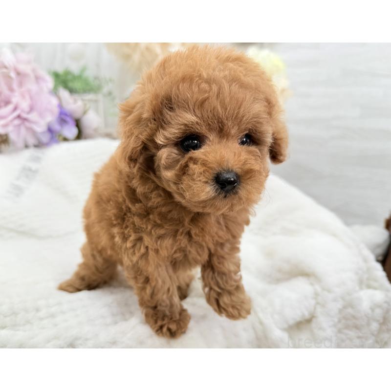 成約済の京都府のトイプードル-421431の7枚目