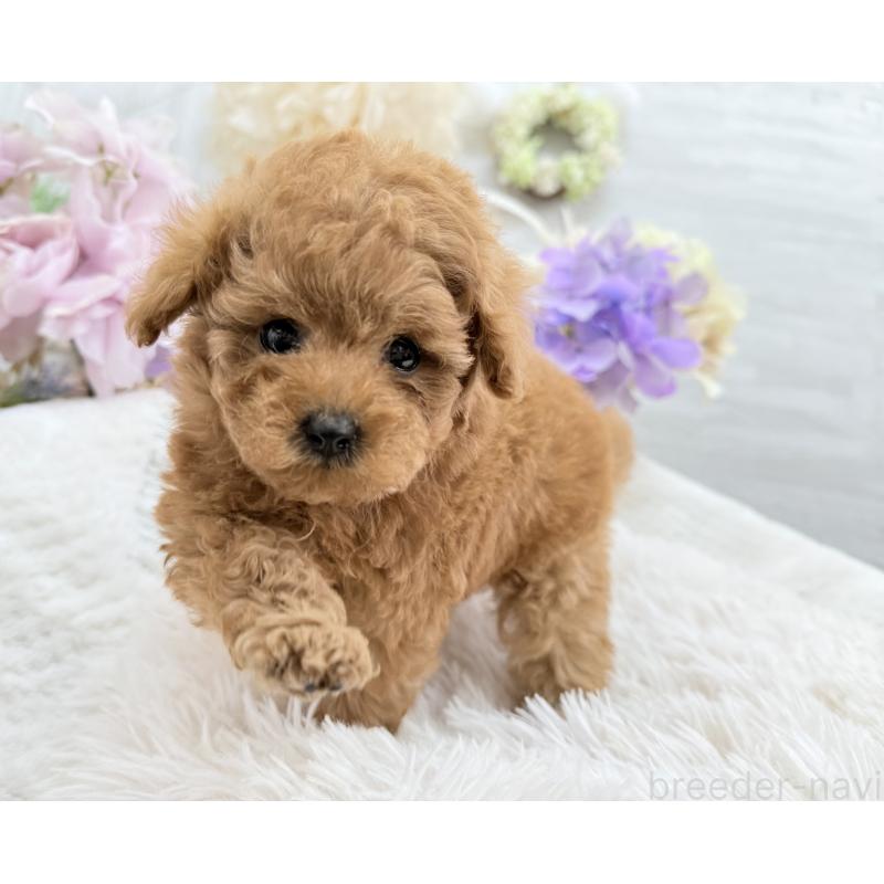 成約済の京都府のトイプードル-421431の6枚目