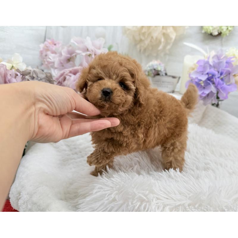 成約済の京都府のトイプードル-421431の4枚目