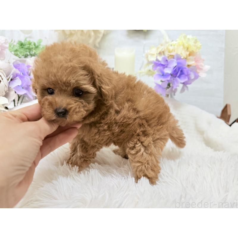 成約済の京都府のトイプードル-421431の3枚目