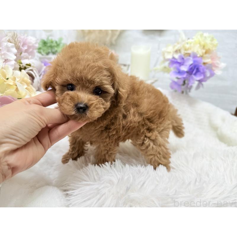 成約済の京都府のトイプードル-421431の2枚目