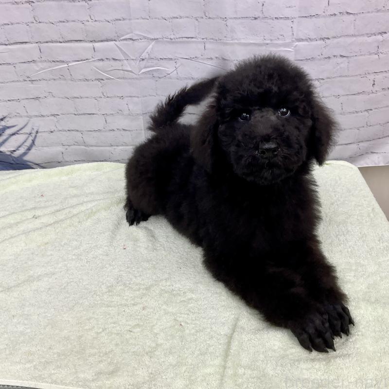 販売中の三重県のスタンダードプードル-416584の3枚目