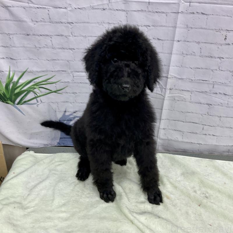販売中の三重県のスタンダードプードル-416586の1枚目