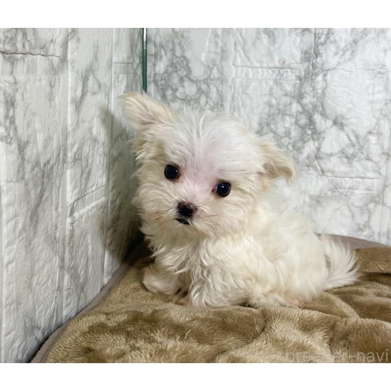販売中の北海道のマルチーズ-425313の7枚目