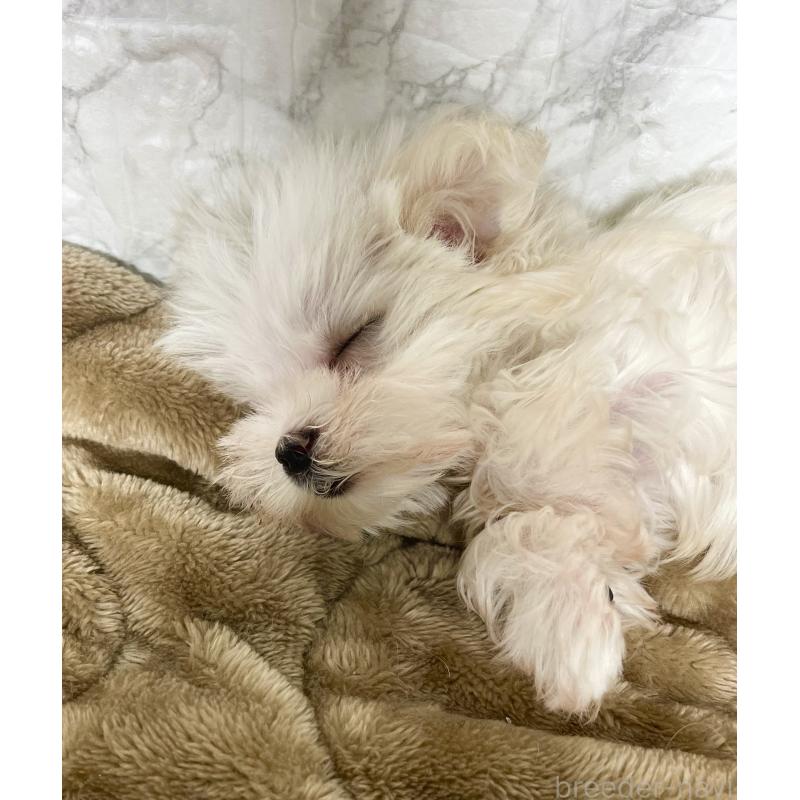 販売中の北海道のマルチーズ-425313の6枚目