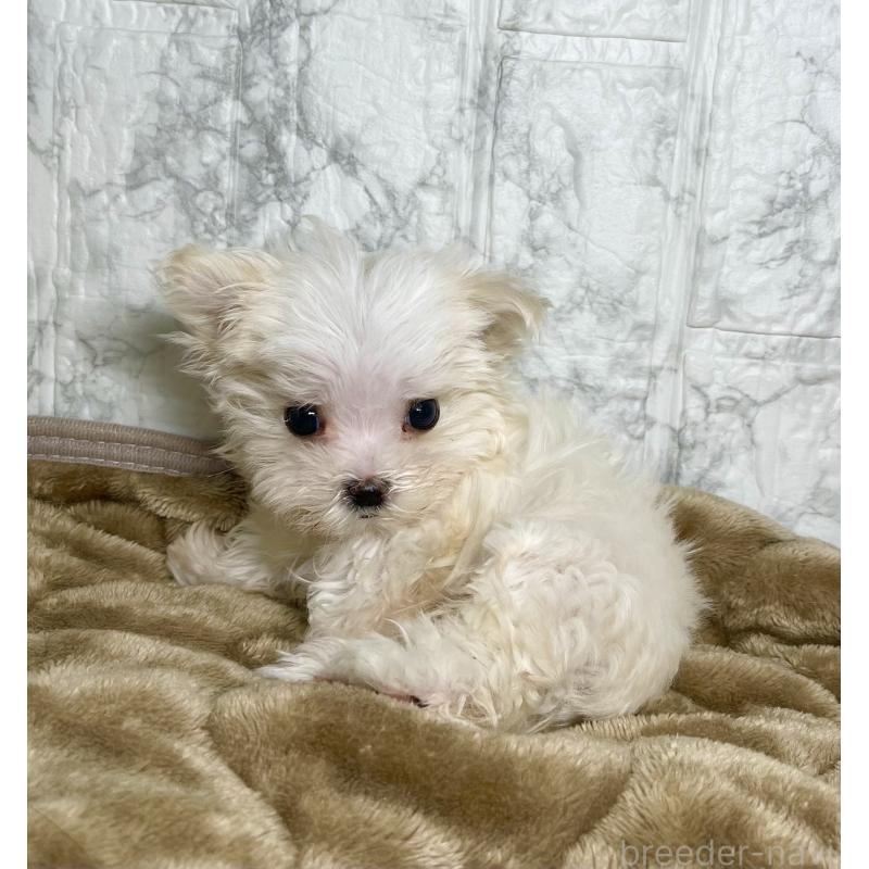 販売中の北海道のマルチーズ-425313の5枚目