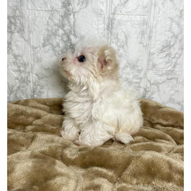 販売中の北海道のマルチーズ-425313の4枚目