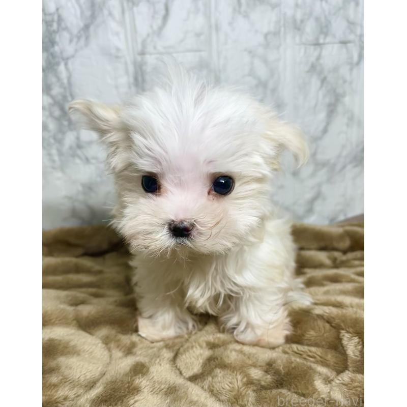 販売中の北海道のマルチーズ-425313の3枚目