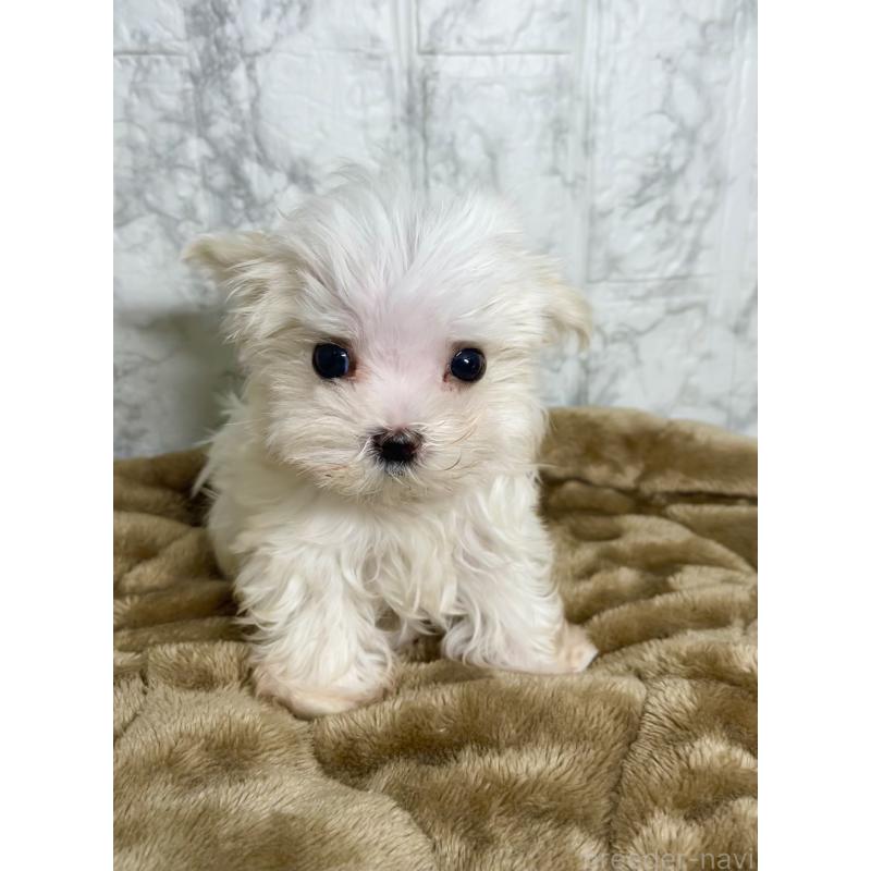 販売中の北海道のマルチーズ-425313の2枚目