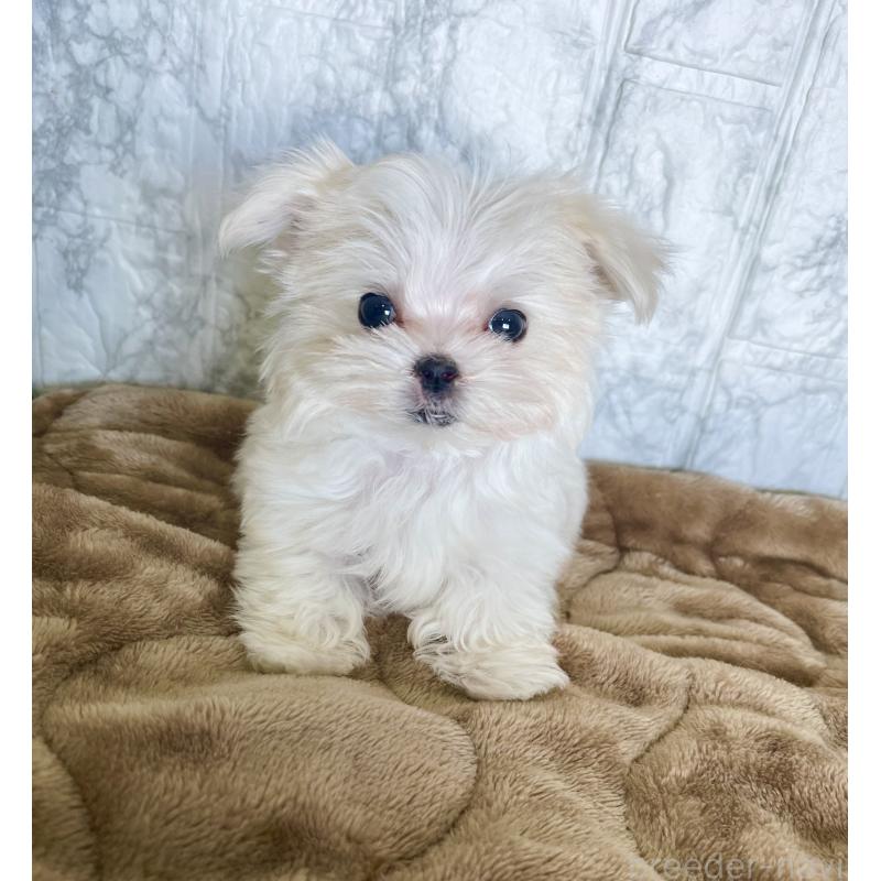 販売中の北海道のマルチーズ-425314