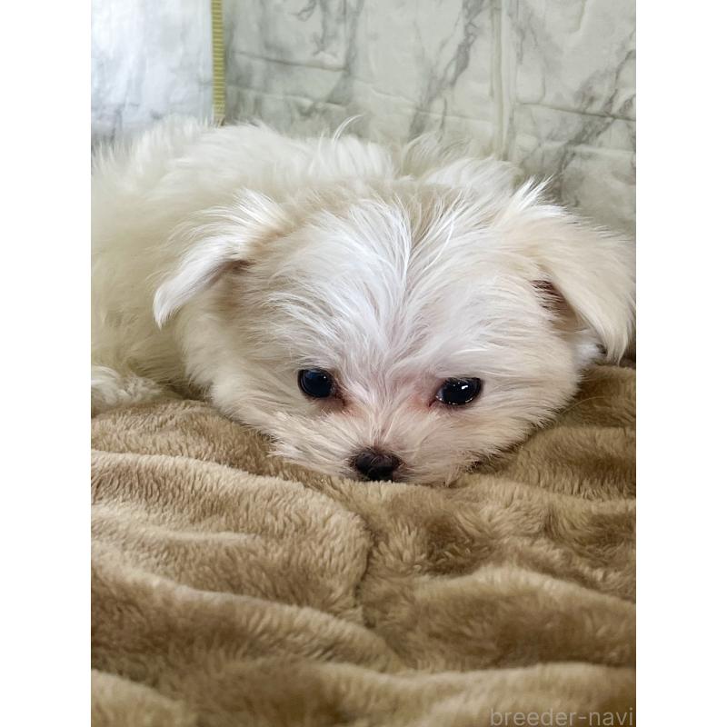 販売中の北海道のマルチーズ-425314の12枚目