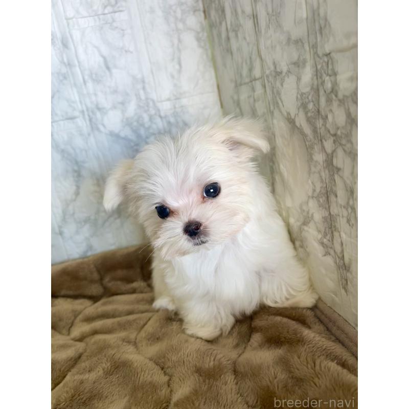販売中の北海道のマルチーズ-425314の11枚目