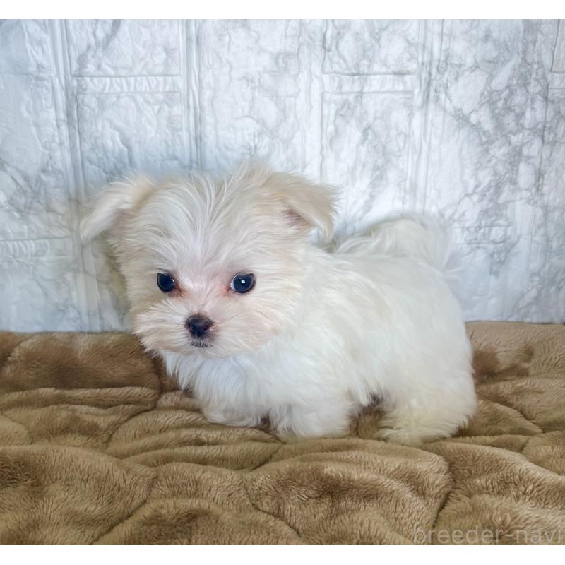 販売中の北海道のマルチーズ-425314の10枚目